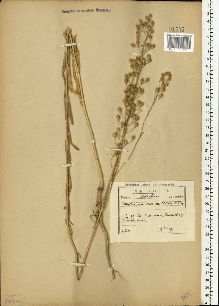 Camelina sativa (L.) Crantz, Eastern Europe, Moscow region (E4a) (Russia)