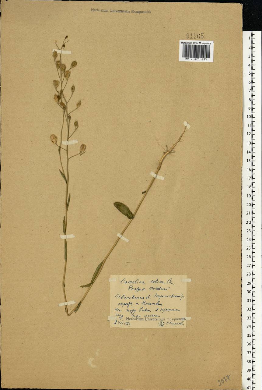 Camelina sativa (L.) Crantz, Eastern Europe, Central forest region (E5) (Russia)