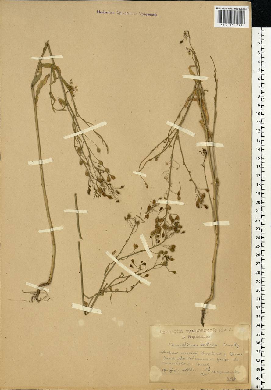 Camelina sativa (L.) Crantz, Eastern Europe, Central forest-and-steppe region (E6) (Russia)