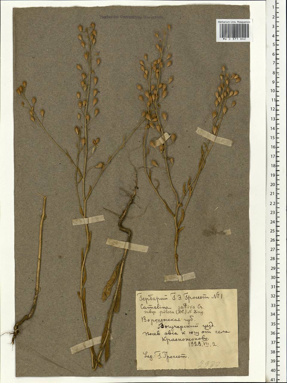 Camelina sativa (L.) Crantz, Eastern Europe, Central forest-and-steppe region (E6) (Russia)