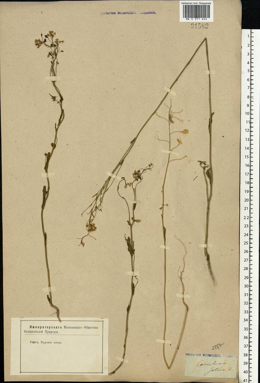 Camelina sativa (L.) Crantz, Eastern Europe, Central forest-and-steppe region (E6) (Russia)