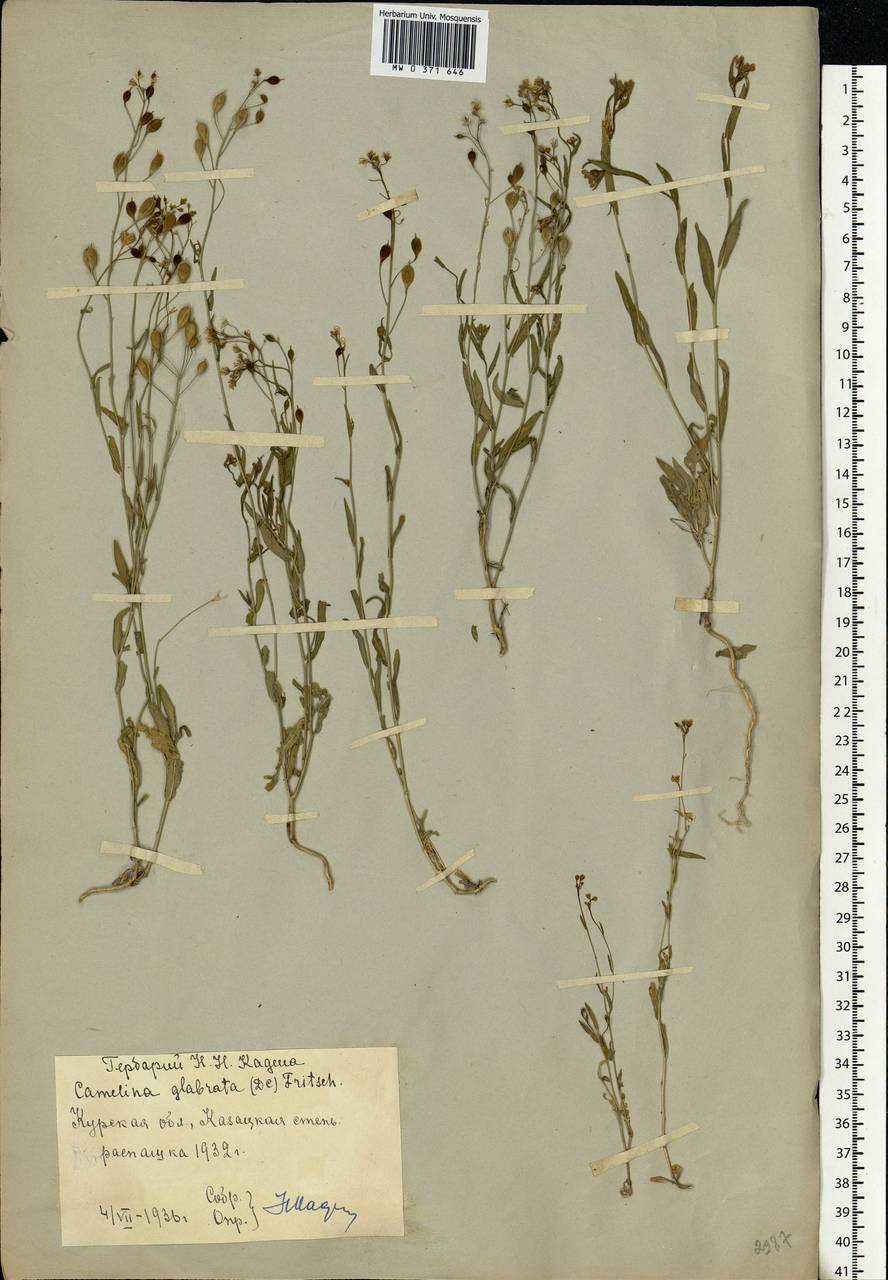 Camelina sativa (L.) Crantz, Eastern Europe, Central forest-and-steppe region (E6) (Russia)