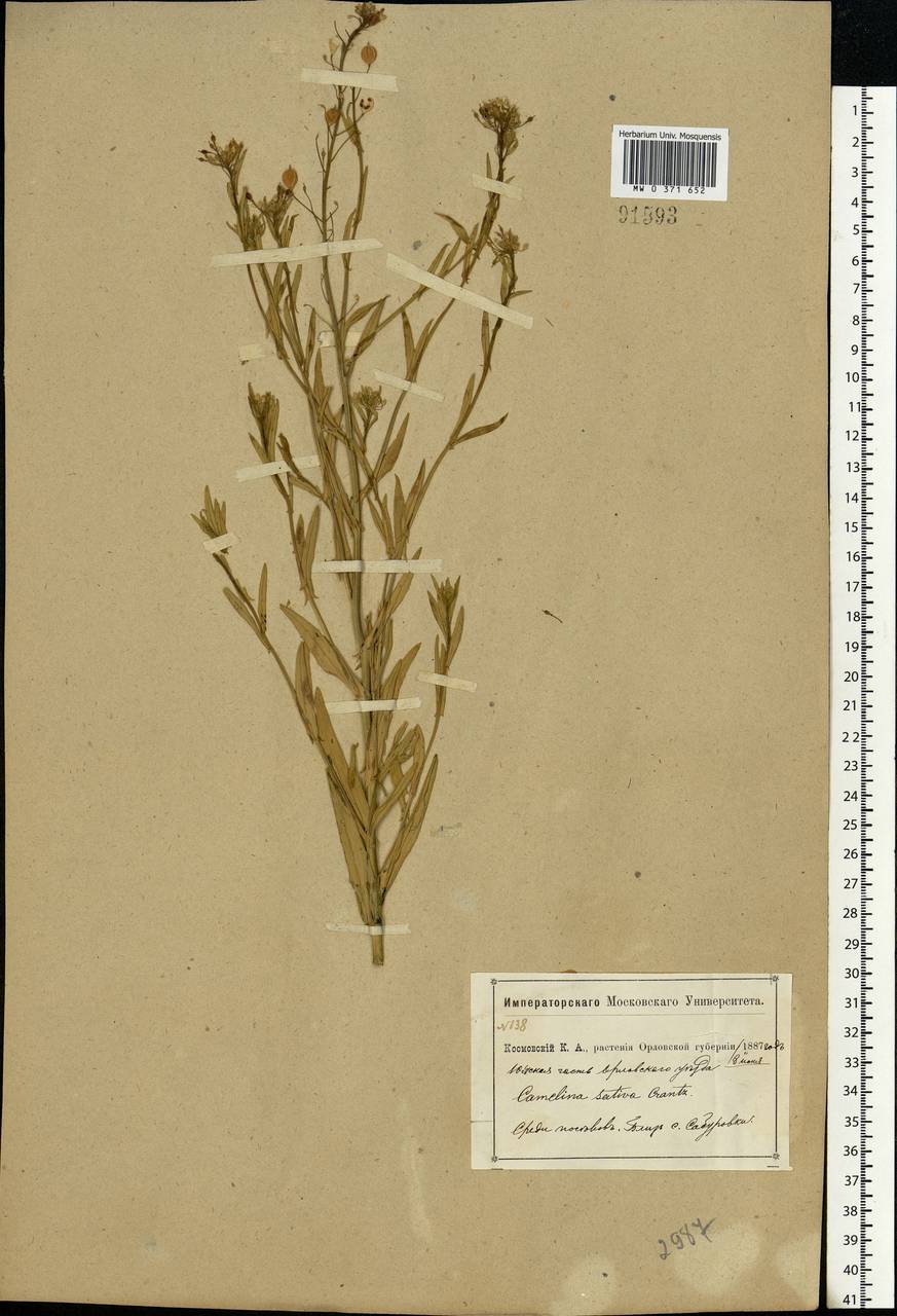 Camelina sativa (L.) Crantz, Eastern Europe, Central forest-and-steppe region (E6) (Russia)