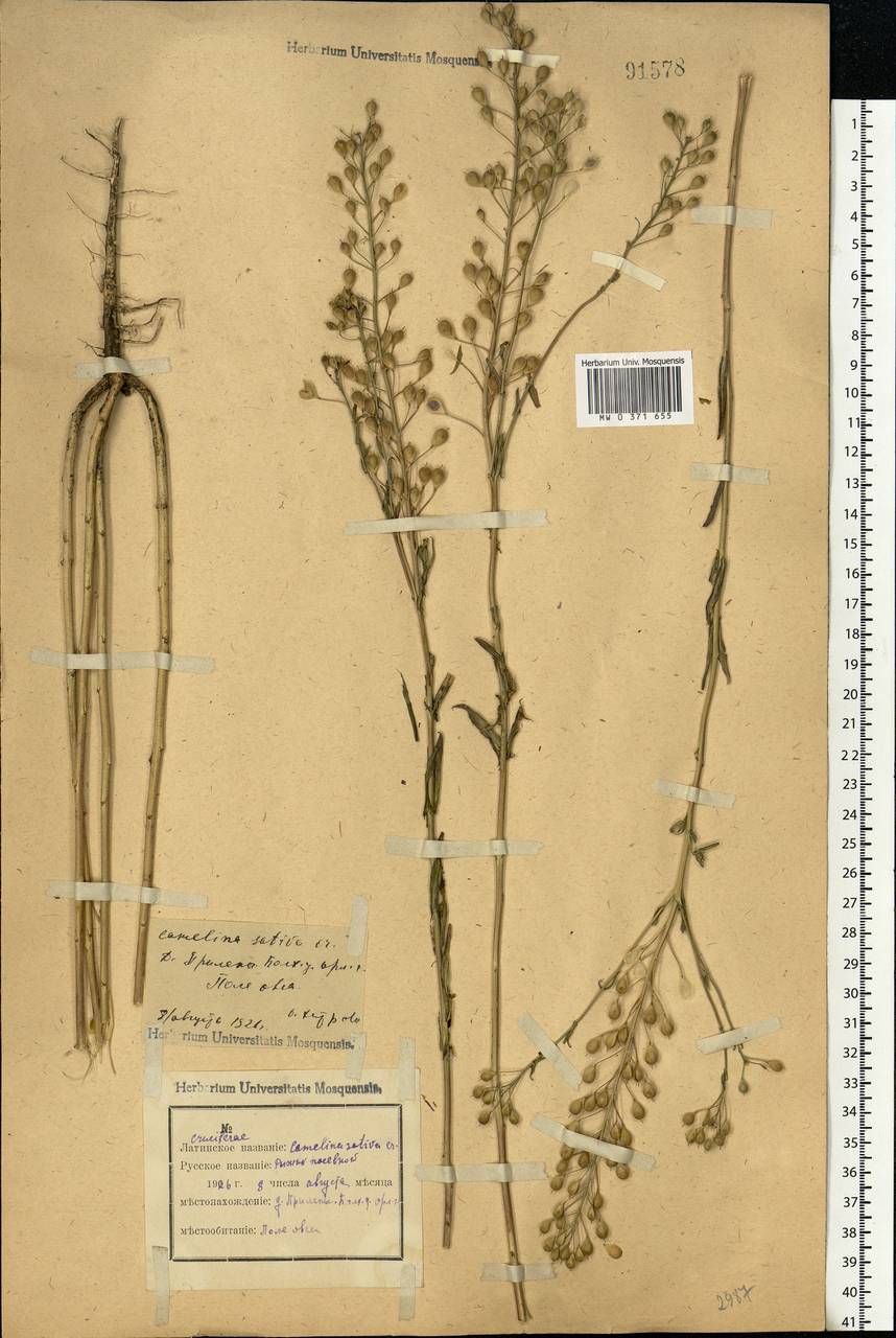 Camelina sativa (L.) Crantz, Eastern Europe, Central forest-and-steppe region (E6) (Russia)