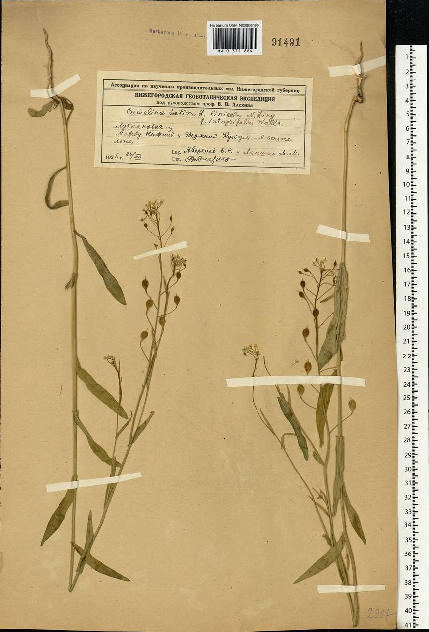 Camelina sativa (L.) Crantz, Eastern Europe, Volga-Kama region (E7) (Russia)