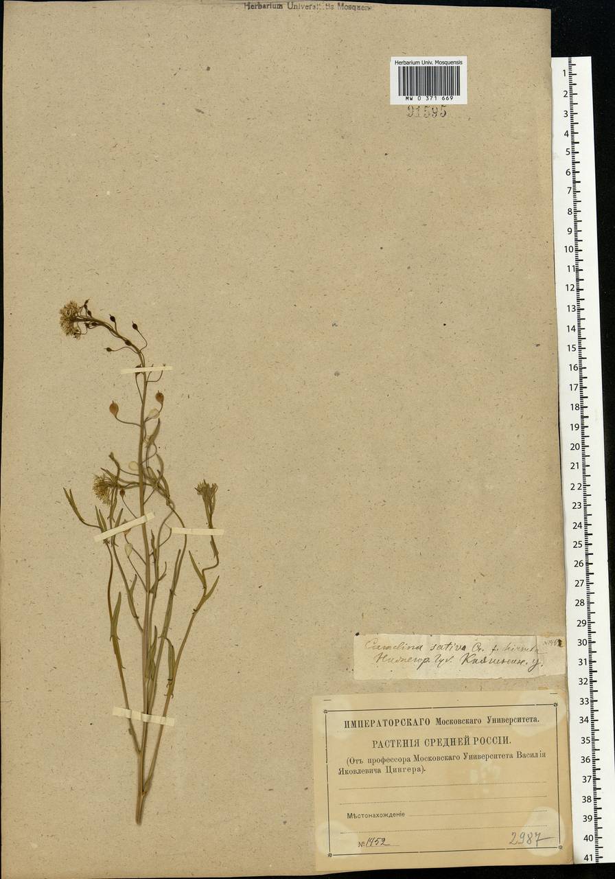 Camelina sativa (L.) Crantz, Eastern Europe, Volga-Kama region (E7) (Russia)