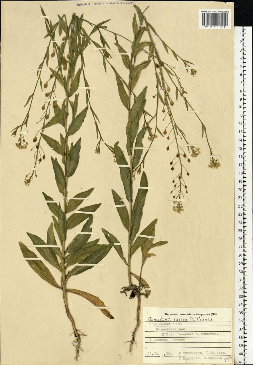 Camelina sativa (L.) Crantz, Eastern Europe, Middle Volga region (E8) (Russia)