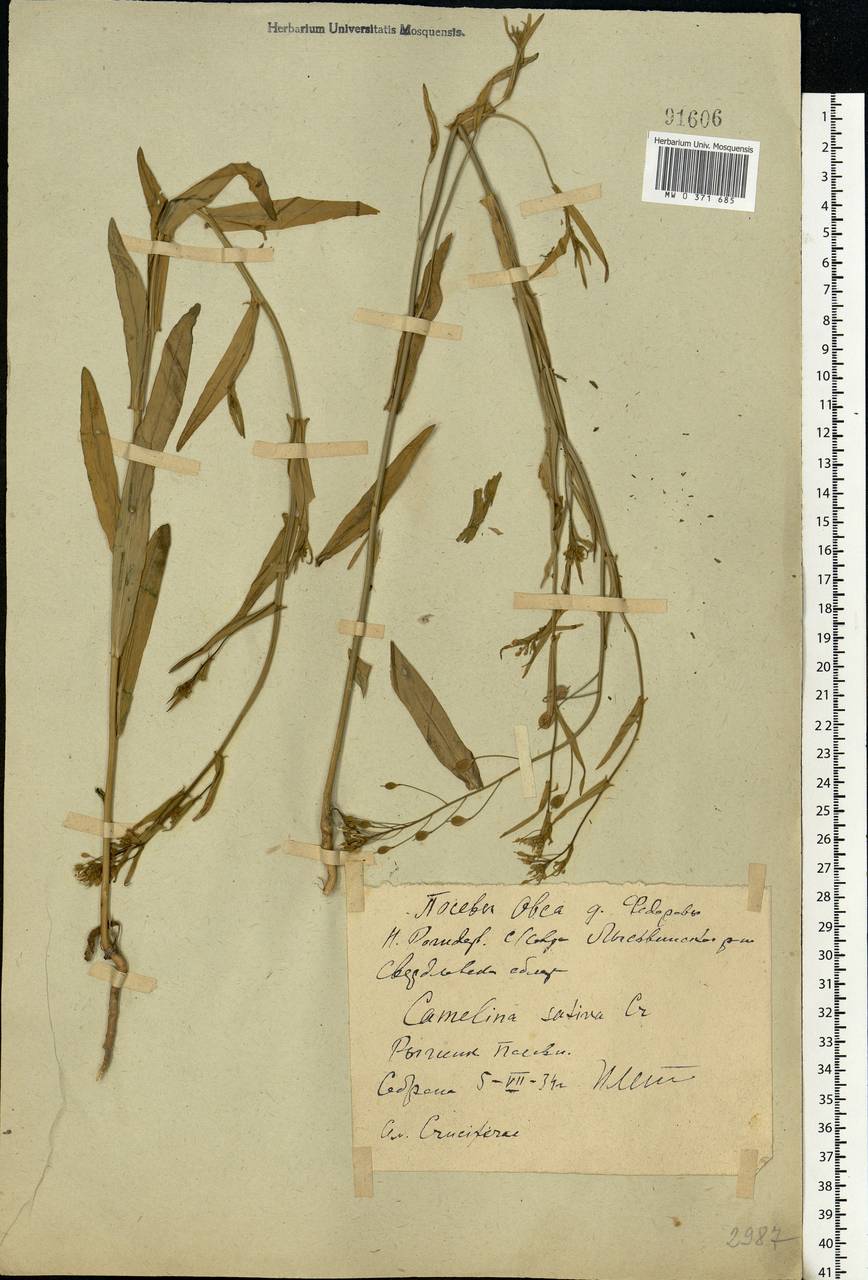 Camelina sativa (L.) Crantz, Eastern Europe, Eastern region (E10) (Russia)