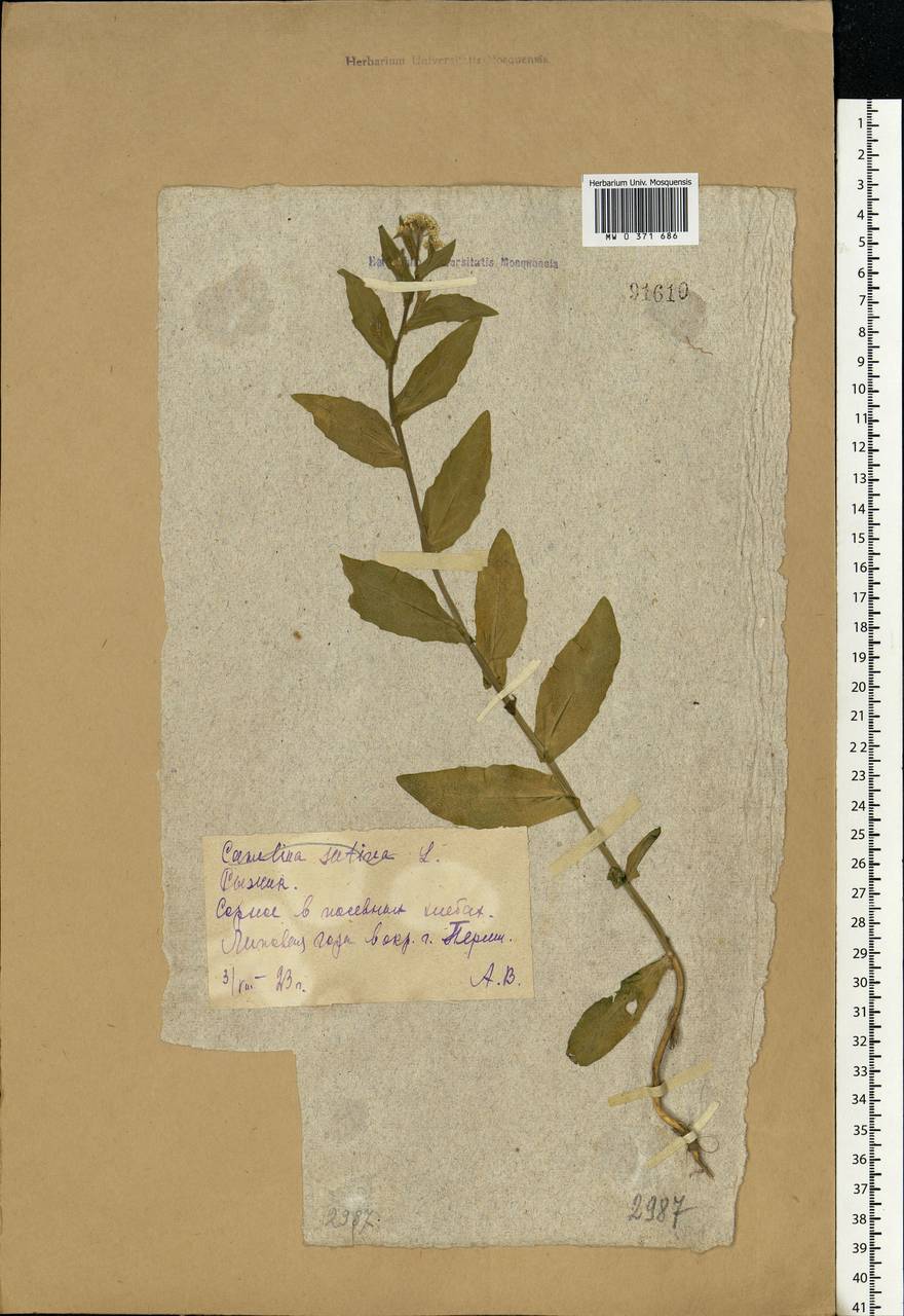 Camelina sativa (L.) Crantz, Eastern Europe, Eastern region (E10) (Russia)