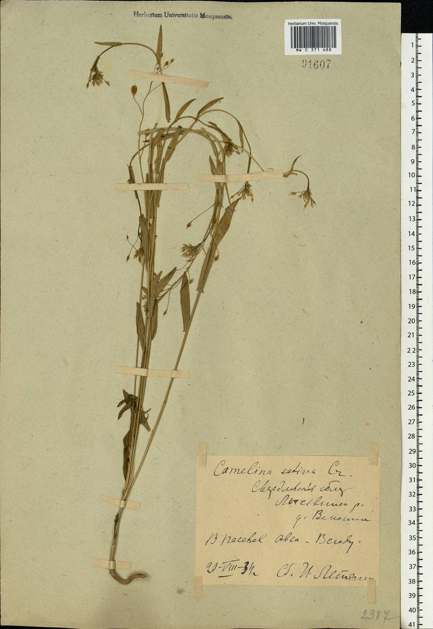 Camelina sativa (L.) Crantz, Eastern Europe, Eastern region (E10) (Russia)