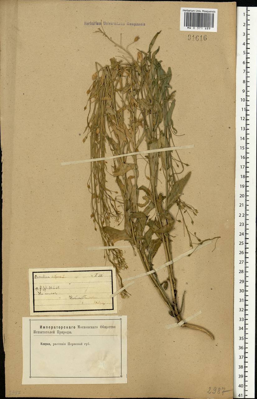 Camelina sativa (L.) Crantz, Eastern Europe, Eastern region (E10) (Russia)