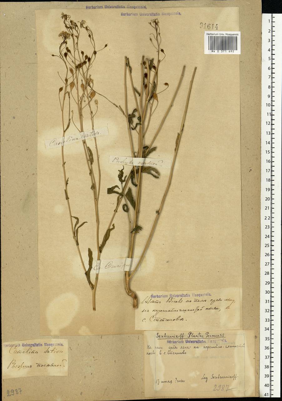 Camelina sativa (L.) Crantz, Eastern Europe, Volga-Kama region (E7) (Russia)