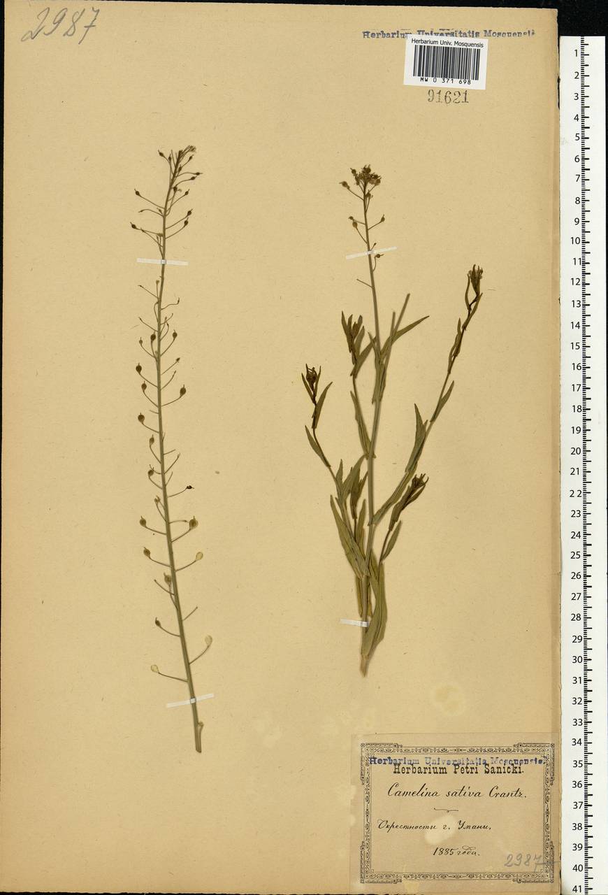 Camelina sativa (L.) Crantz, Eastern Europe, North Ukrainian region (E11) (Ukraine)