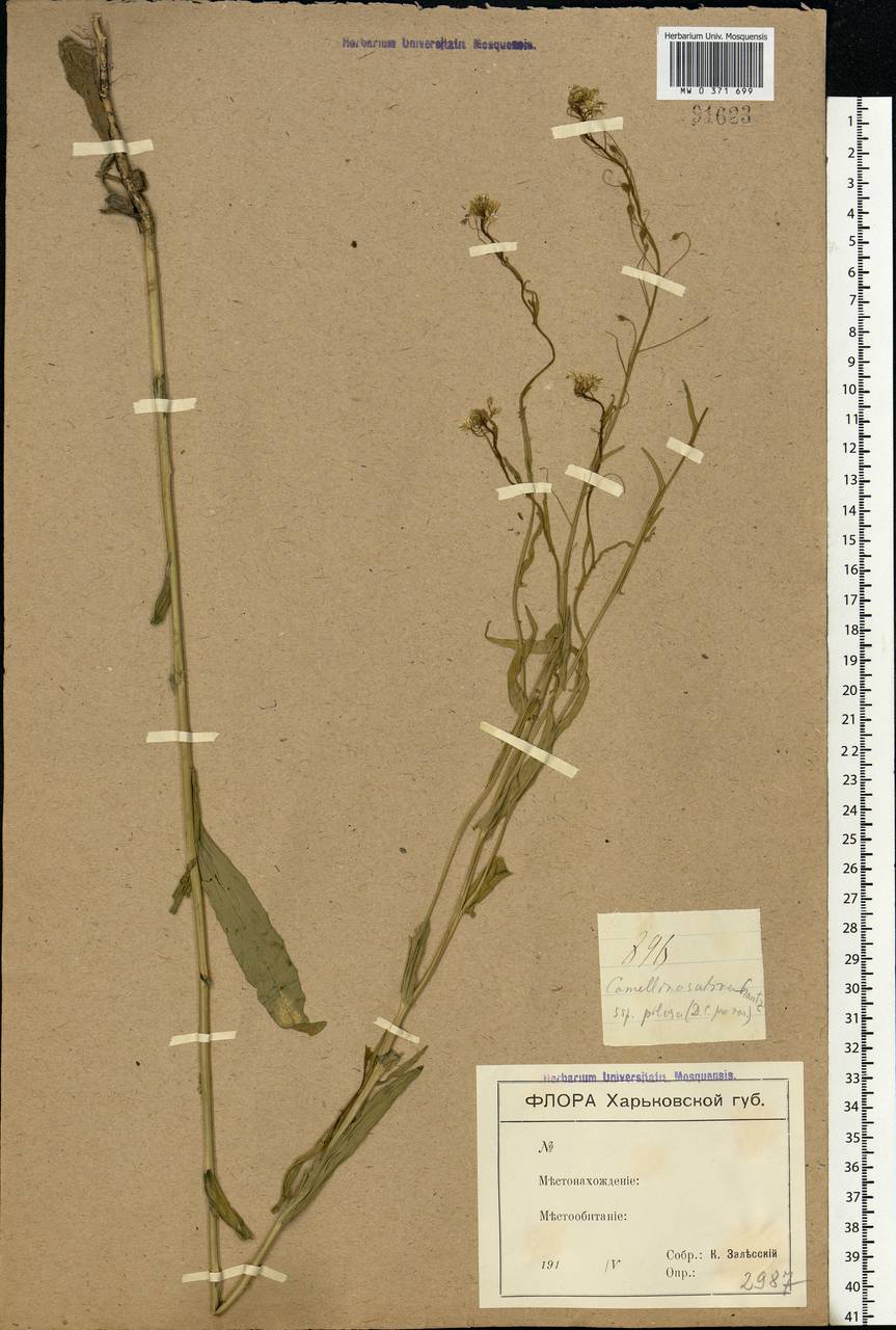 Camelina sativa (L.) Crantz, Eastern Europe, North Ukrainian region (E11) (Ukraine)