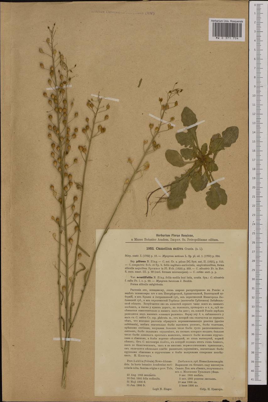 Camelina sativa (L.) Crantz, Western Europe (EUR) (Poland)