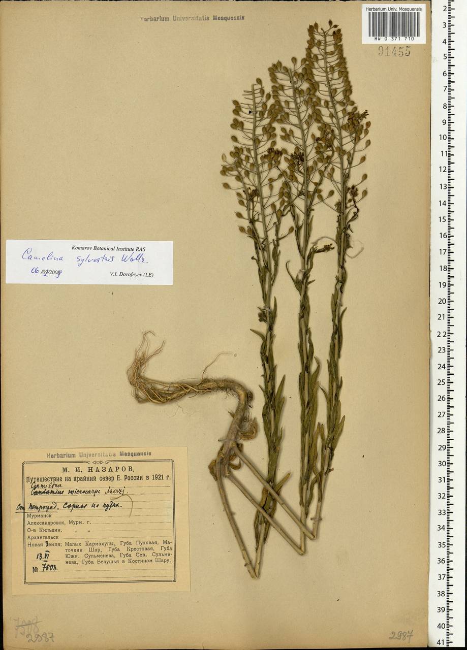 Camelina microcarpa subsp. pilosa (DC.) Jáv., Eastern Europe, North-Western region (E2) (Russia)