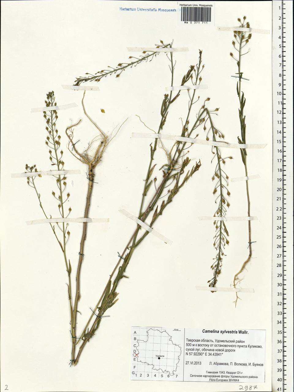 Camelina microcarpa subsp. pilosa (DC.) Jáv., Eastern Europe, North-Western region (E2) (Russia)