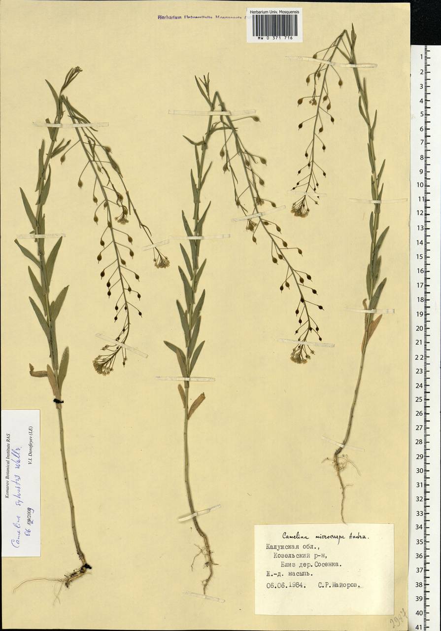 Camelina microcarpa Andrz. ex DC., Eastern Europe, Central region (E4) (Russia)