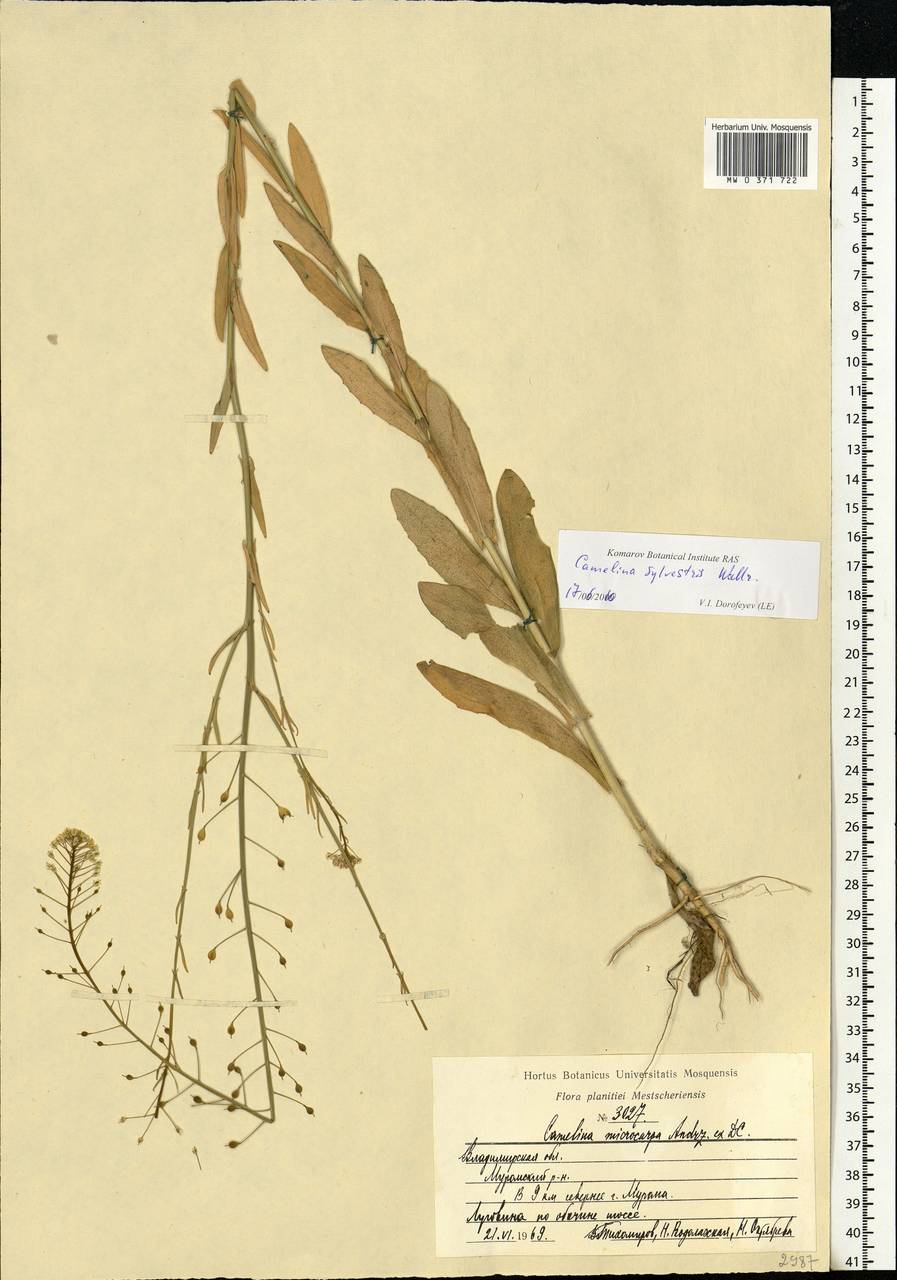 Camelina microcarpa subsp. pilosa (DC.) Jáv., Eastern Europe, Central region (E4) (Russia)