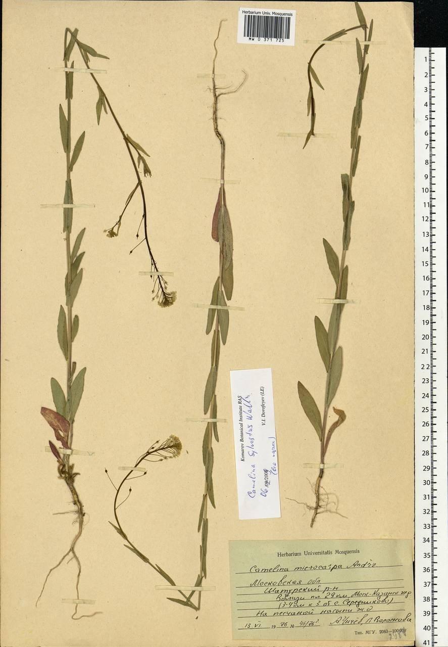Camelina microcarpa subsp. pilosa (DC.) Jáv., Eastern Europe, Moscow region (E4a) (Russia)