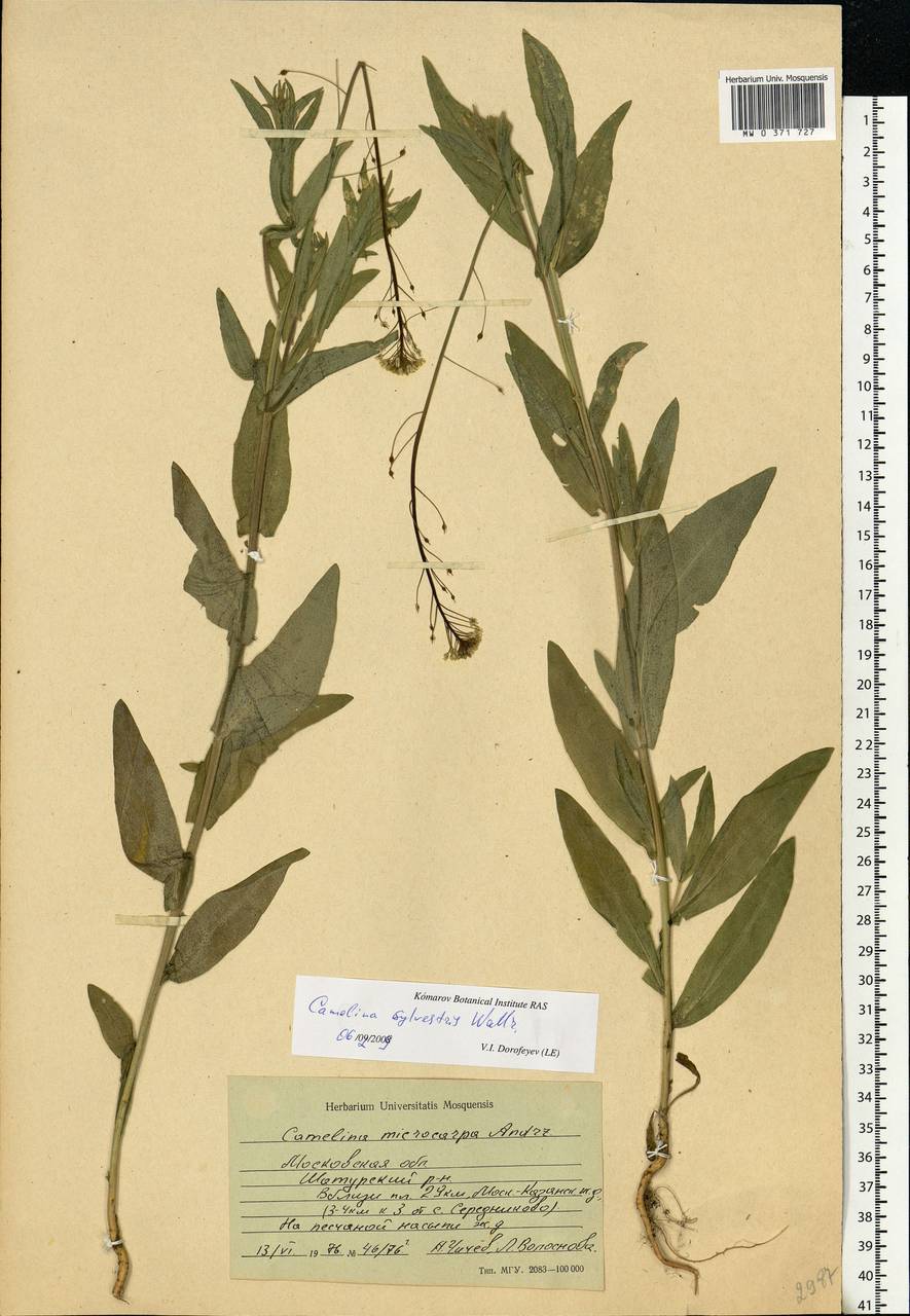Camelina microcarpa subsp. pilosa (DC.) Jáv., Eastern Europe, Moscow region (E4a) (Russia)