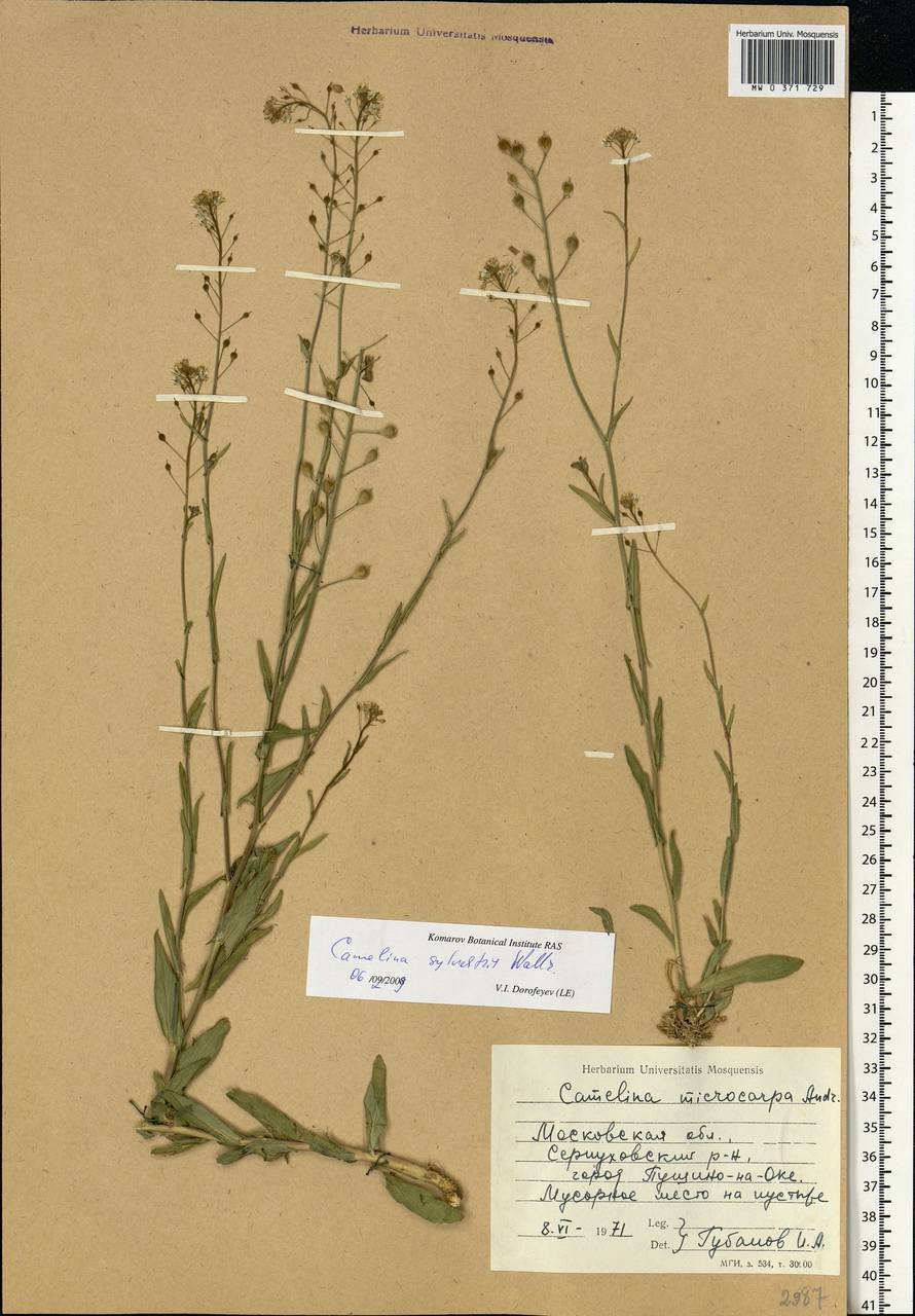 Camelina microcarpa subsp. pilosa (DC.) Jáv., Eastern Europe, Moscow region (E4a) (Russia)