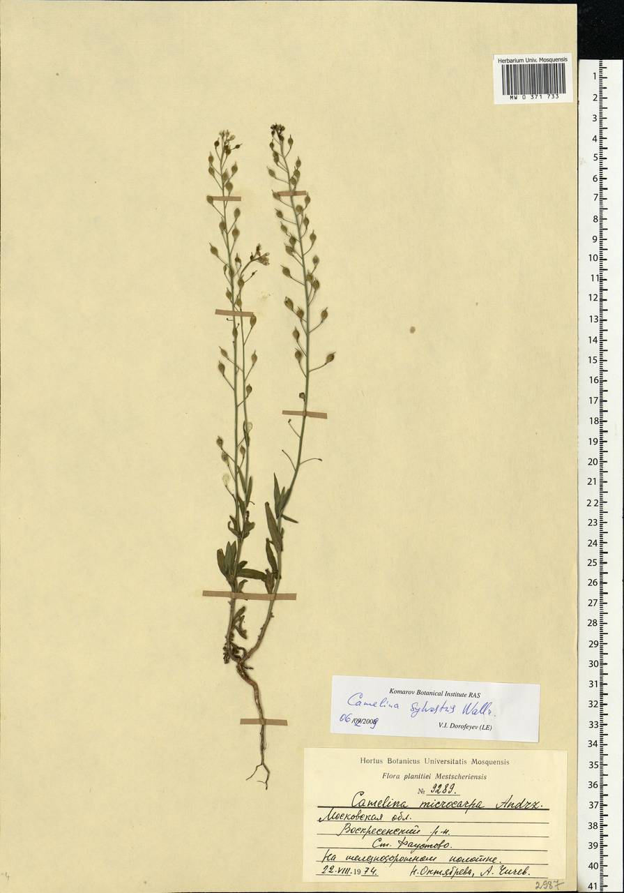 Camelina microcarpa subsp. pilosa (DC.) Jáv., Eastern Europe, Moscow region (E4a) (Russia)