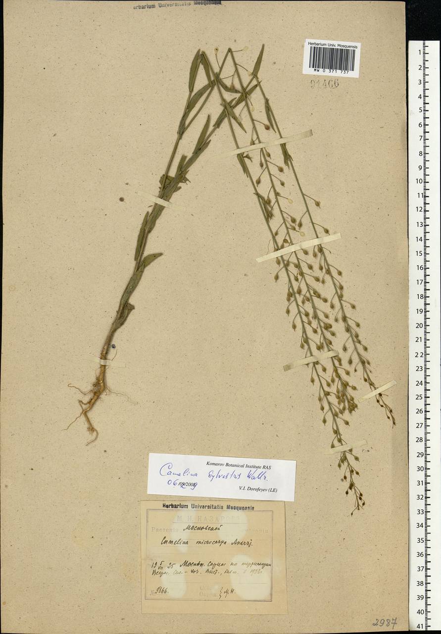Camelina microcarpa subsp. pilosa (DC.) Jáv., Eastern Europe, Moscow region (E4a) (Russia)