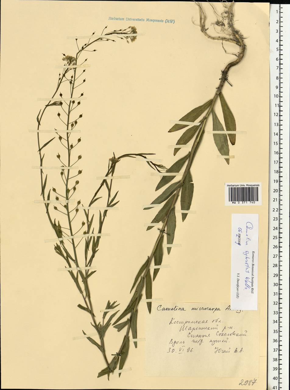 Camelina microcarpa subsp. pilosa (DC.) Jáv., Eastern Europe, Central forest region (E5) (Russia)