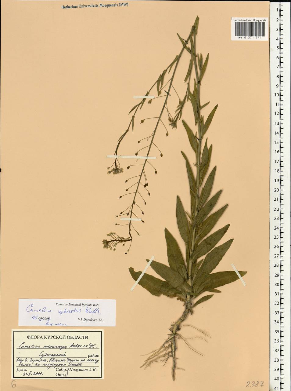 Camelina microcarpa subsp. pilosa (DC.) Jáv., Eastern Europe, Central forest-and-steppe region (E6) (Russia)