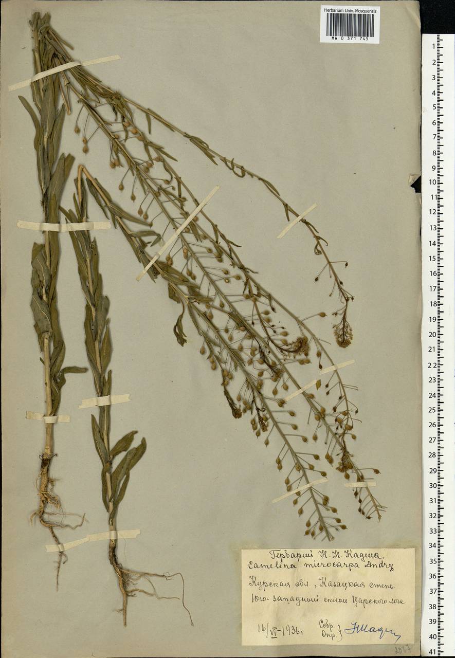 Camelina microcarpa subsp. pilosa (DC.) Jáv., Eastern Europe, Central forest-and-steppe region (E6) (Russia)