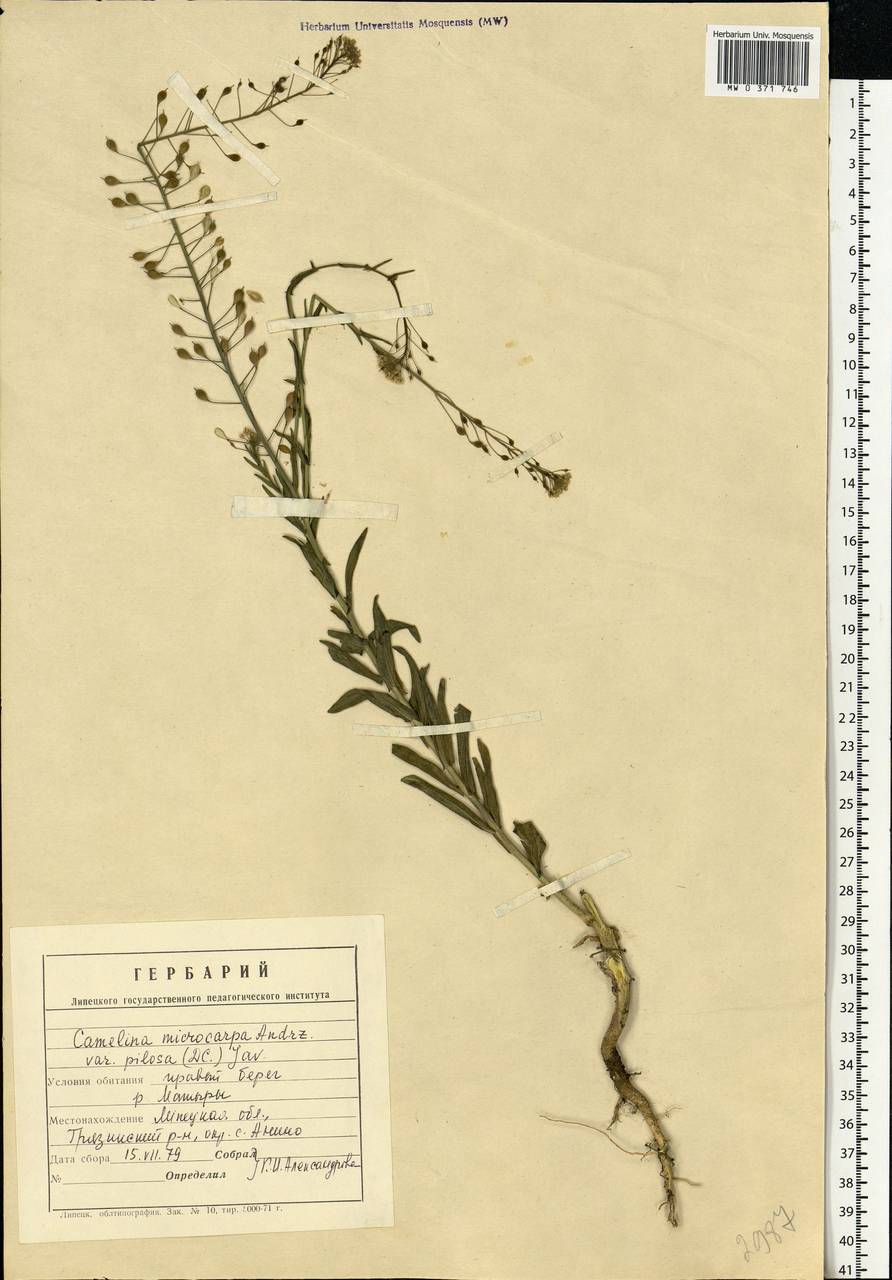 Camelina microcarpa subsp. pilosa (DC.) Jáv., Eastern Europe, Central forest-and-steppe region (E6) (Russia)