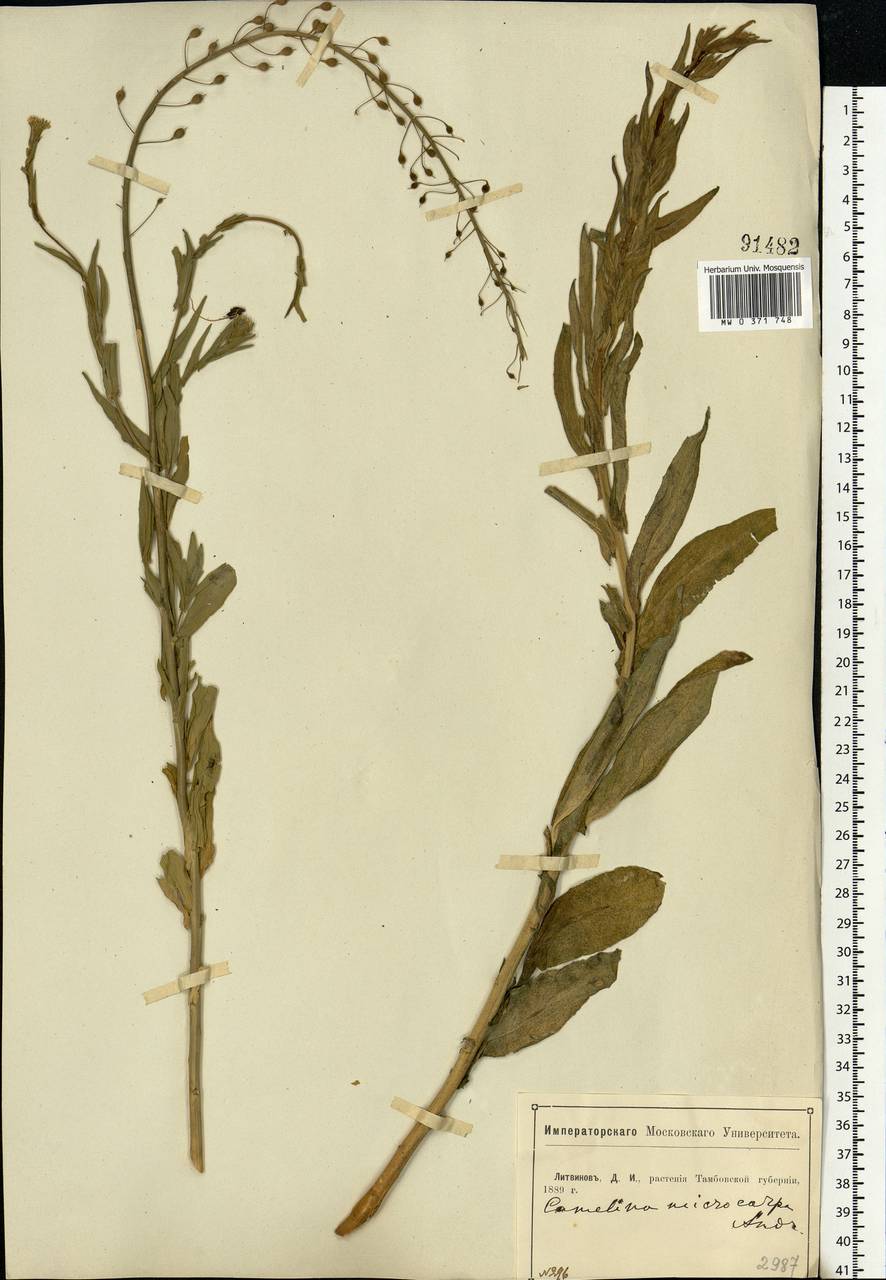 Camelina microcarpa subsp. pilosa (DC.) Jáv., Eastern Europe, Central forest-and-steppe region (E6) (Russia)