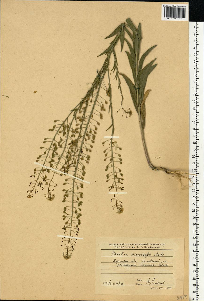 Camelina microcarpa subsp. pilosa (DC.) Jáv., Eastern Europe, Central forest-and-steppe region (E6) (Russia)