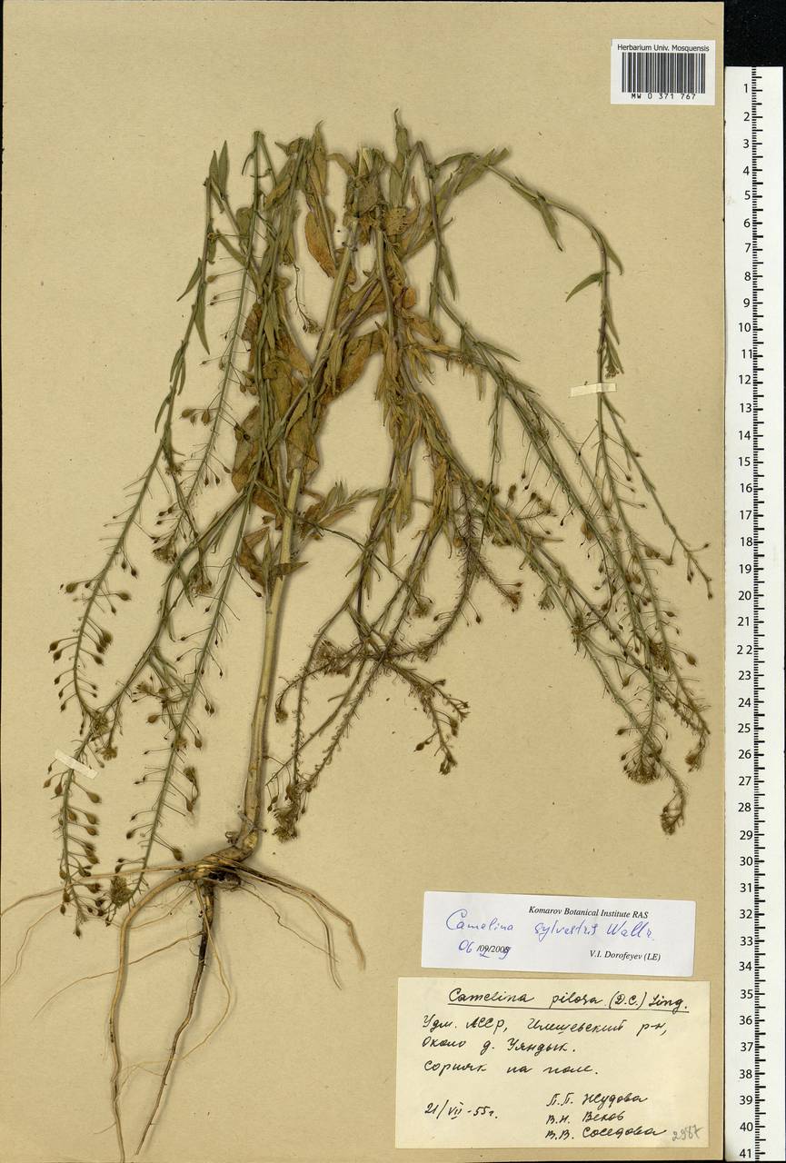 Camelina microcarpa subsp. pilosa (DC.) Jáv., Eastern Europe, Eastern region (E10) (Russia)