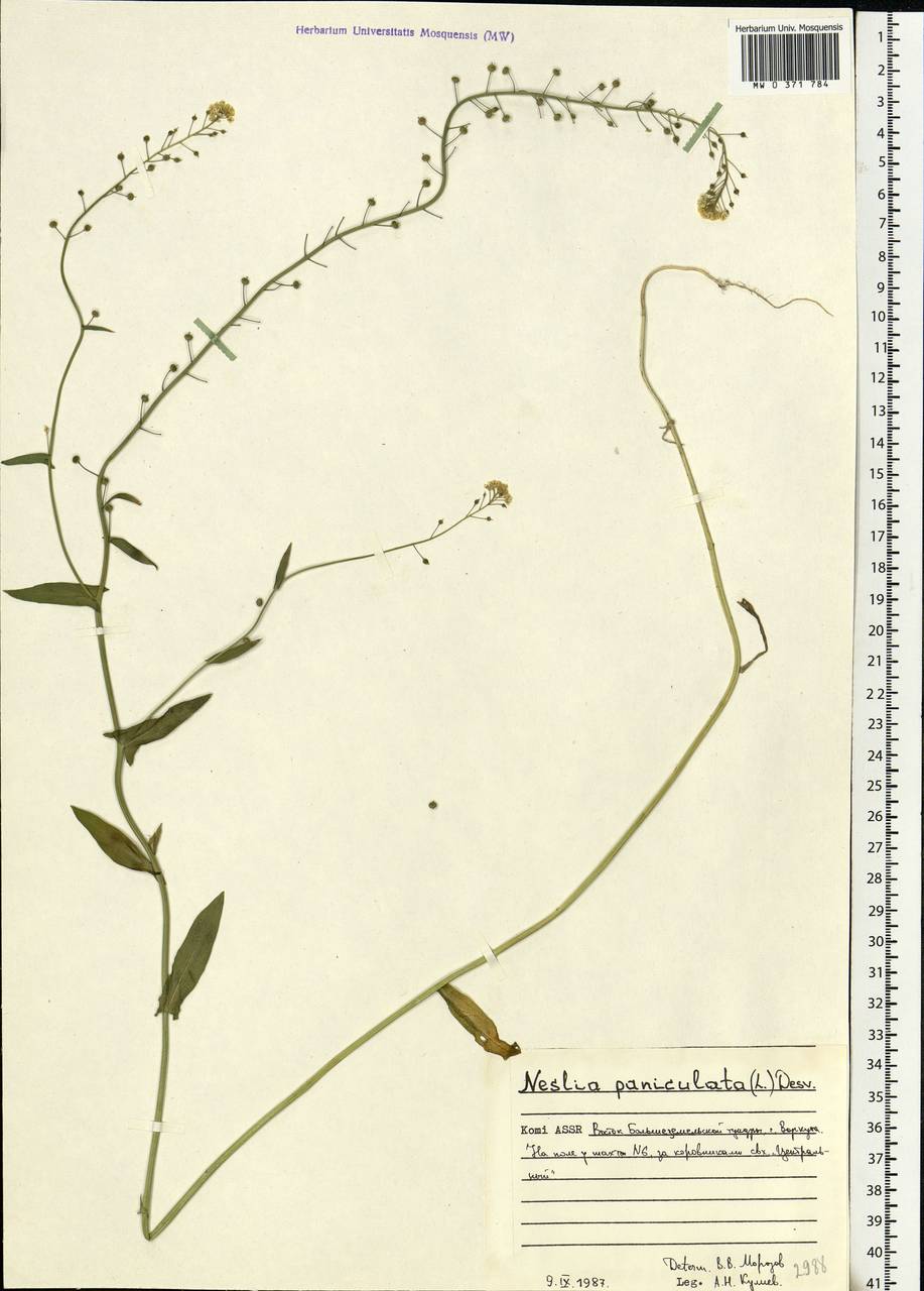 Neslia paniculata (L.) Desv., Eastern Europe, Northern region (E1) (Russia)