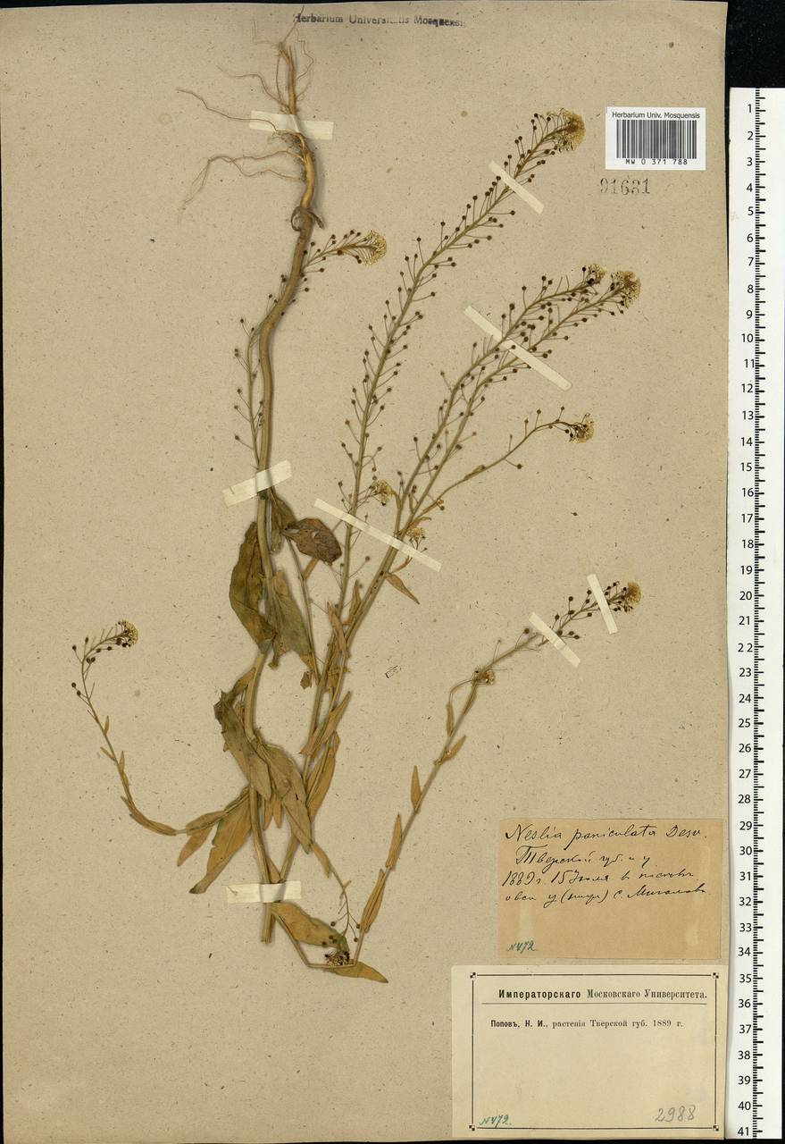 Neslia paniculata (L.) Desv., Eastern Europe, North-Western region (E2) (Russia)