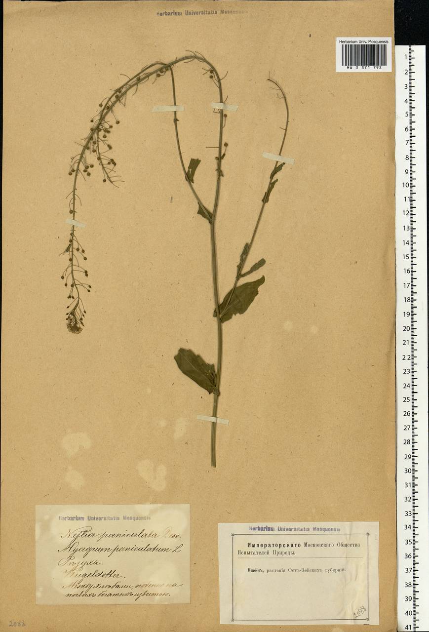 Neslia paniculata (L.) Desv., Eastern Europe, Latvia (E2b) (Latvia)
