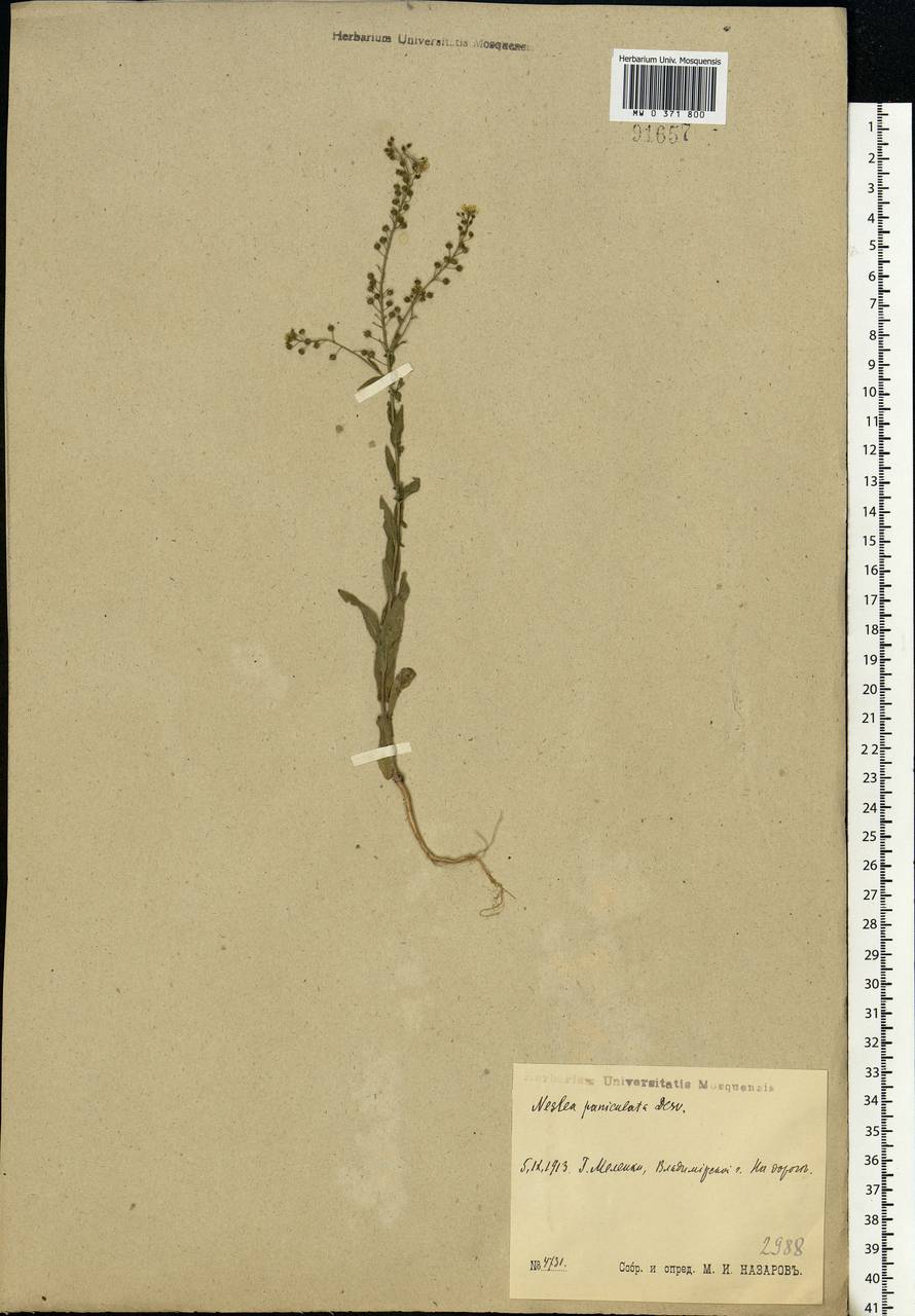 Neslia paniculata (L.) Desv., Eastern Europe, Central region (E4) (Russia)