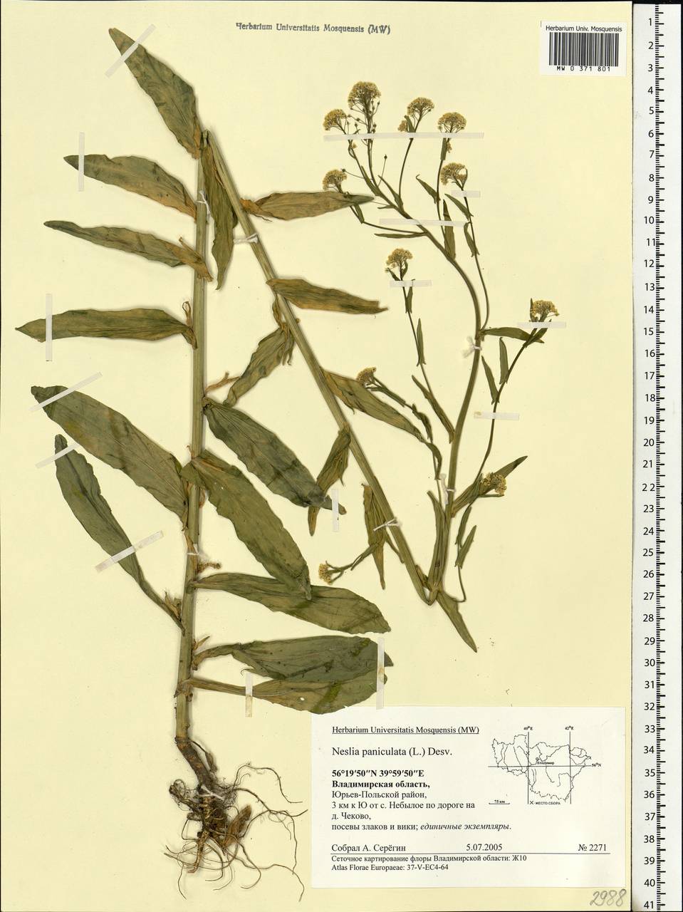Neslia paniculata (L.) Desv., Eastern Europe, Central region (E4) (Russia)