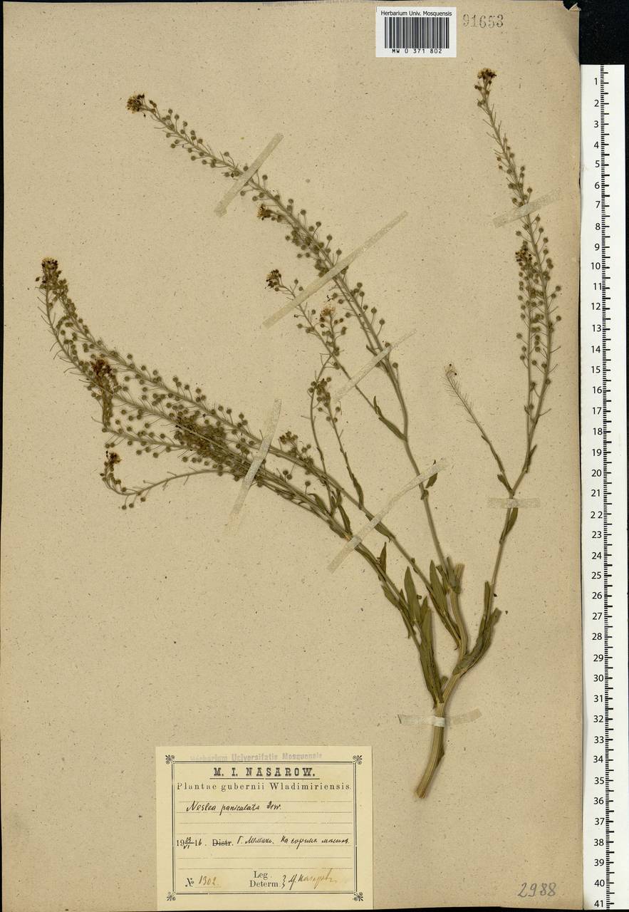 Neslia paniculata (L.) Desv., Eastern Europe, Central region (E4) (Russia)