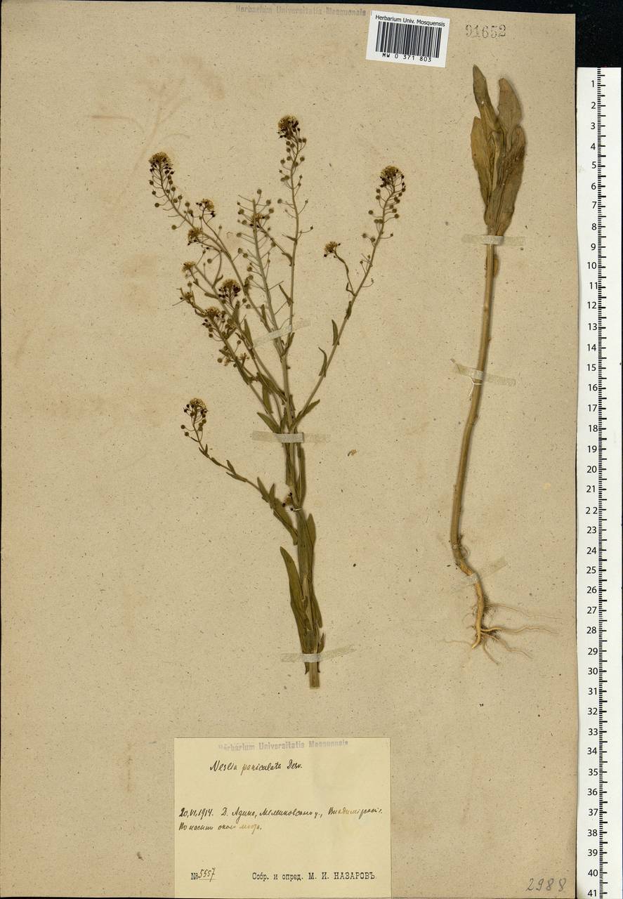 Neslia paniculata (L.) Desv., Eastern Europe, Central region (E4) (Russia)