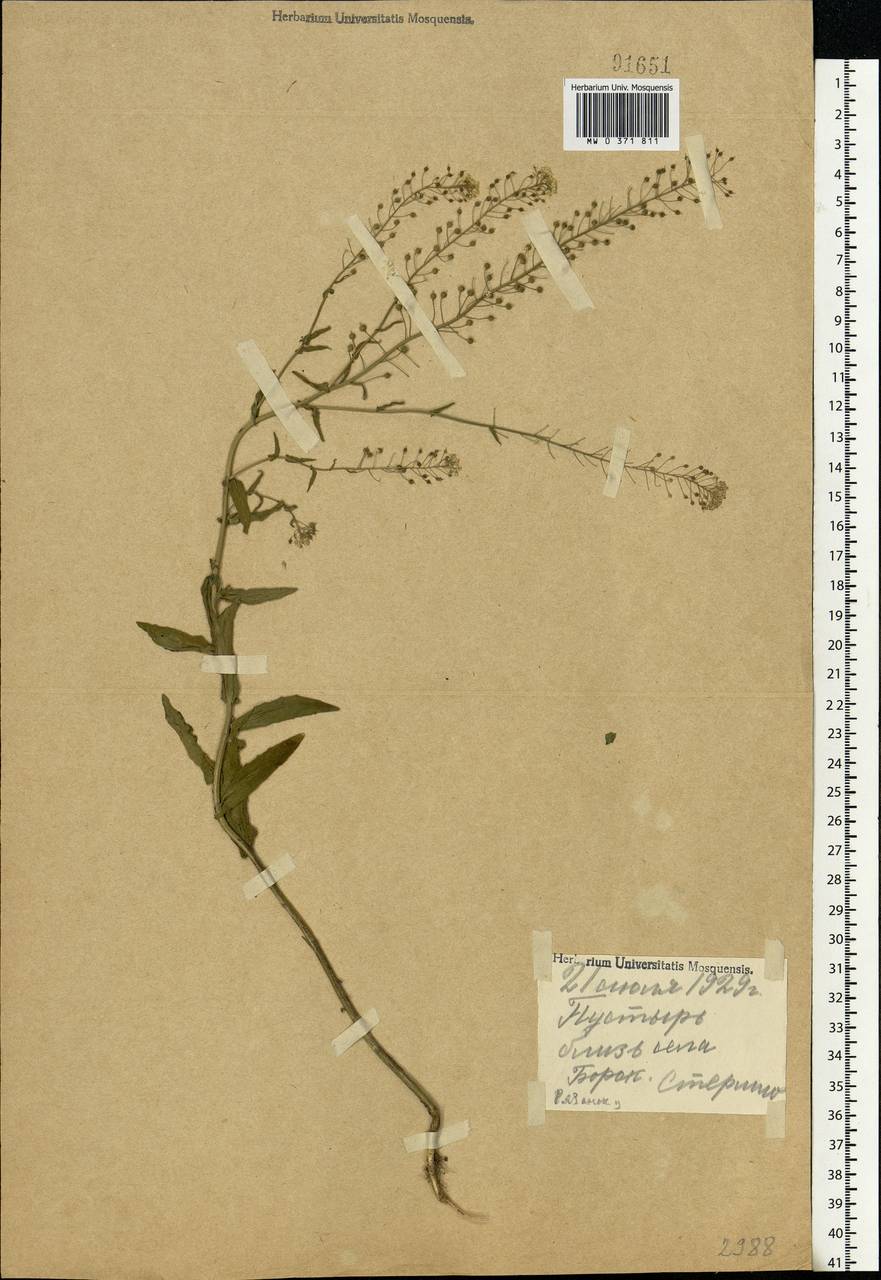 Neslia paniculata (L.) Desv., Eastern Europe, Central region (E4) (Russia)