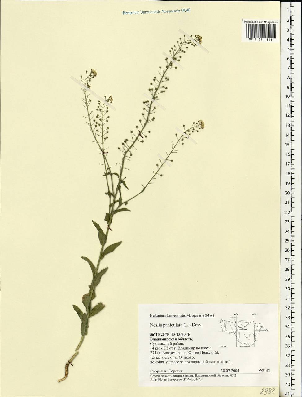 Neslia paniculata (L.) Desv., Eastern Europe, Central region (E4) (Russia)