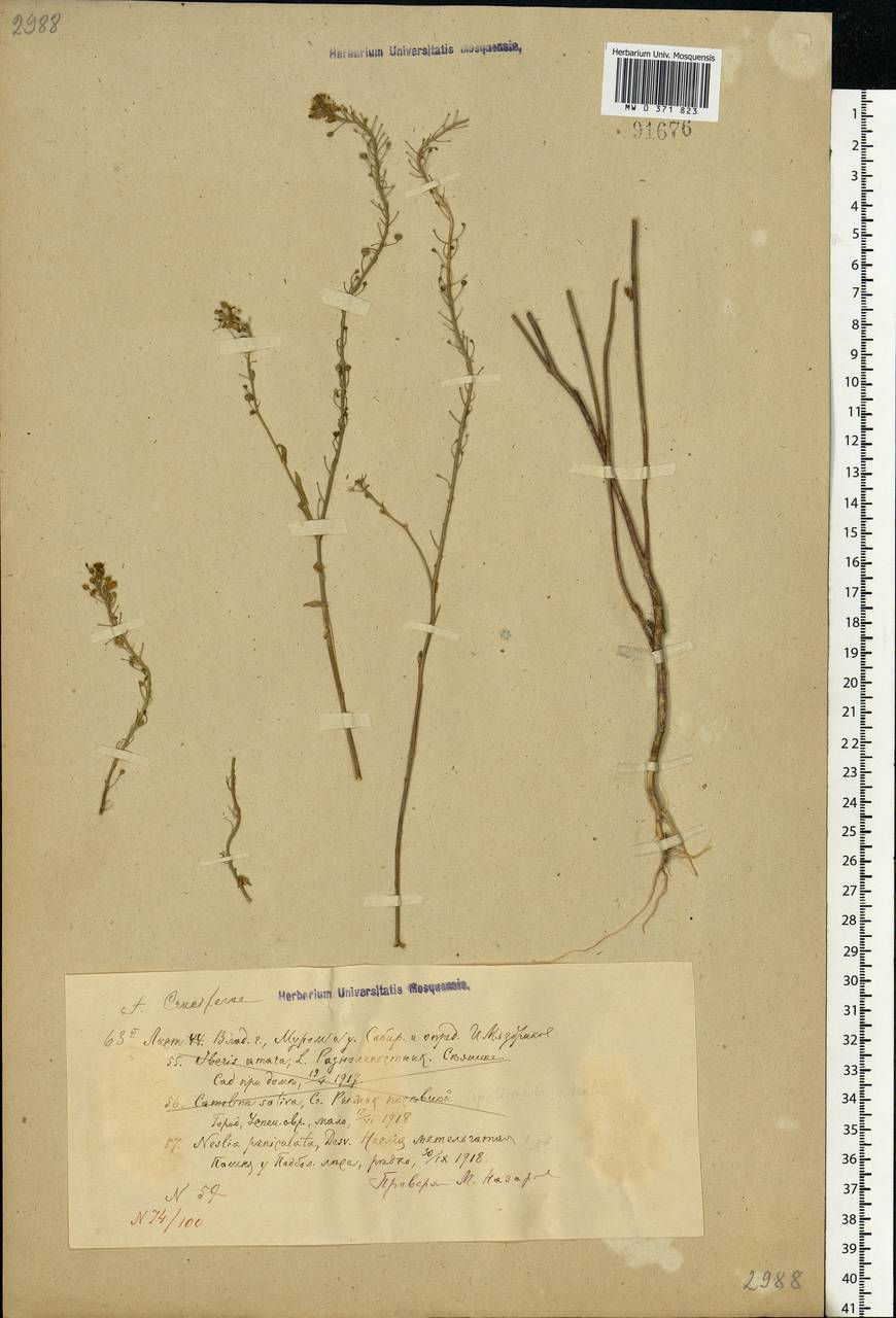 Neslia paniculata (L.) Desv., Eastern Europe, Central region (E4) (Russia)