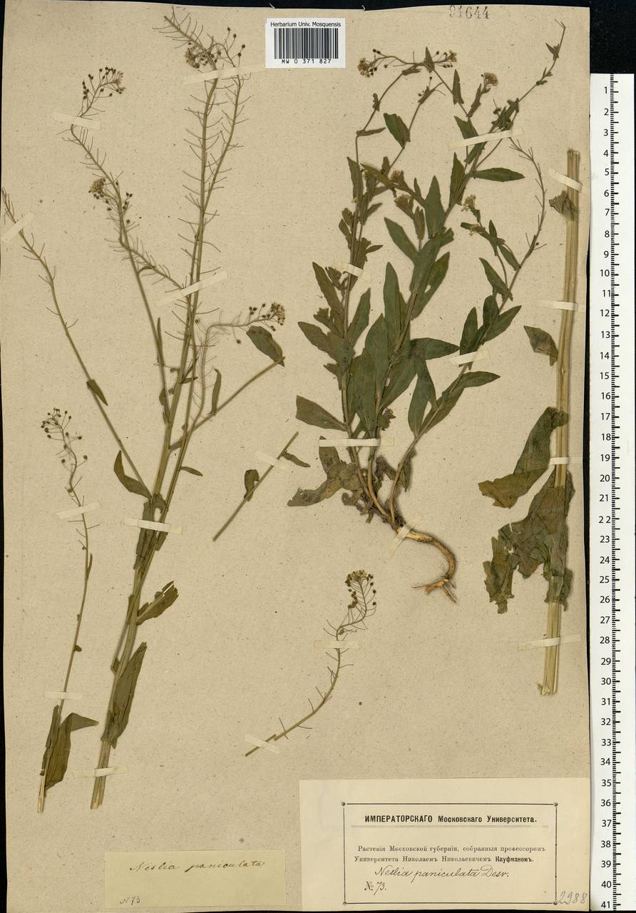 Neslia paniculata (L.) Desv., Eastern Europe, Moscow region (E4a) (Russia)