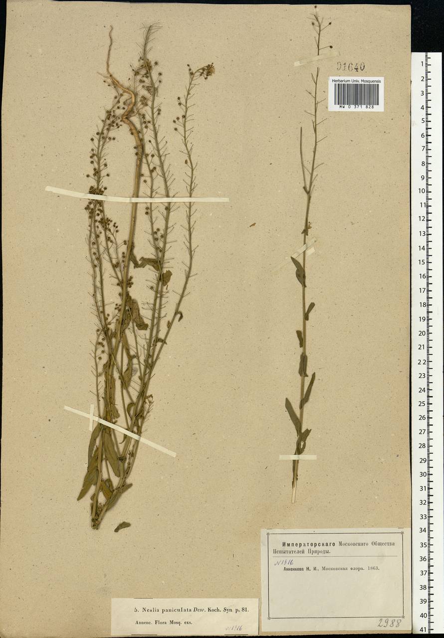 Neslia paniculata (L.) Desv., Eastern Europe, Moscow region (E4a) (Russia)