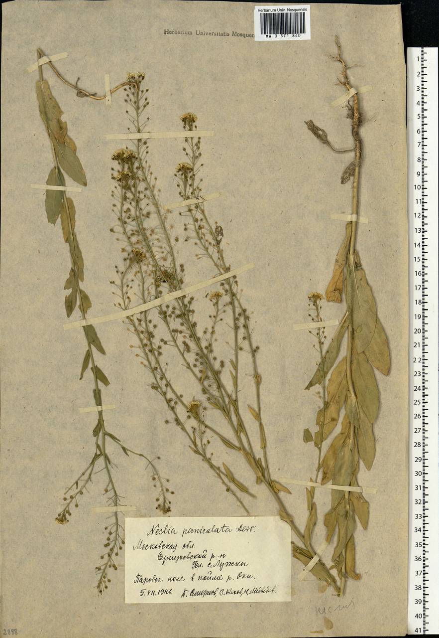 Neslia paniculata (L.) Desv., Eastern Europe, Moscow region (E4a) (Russia)