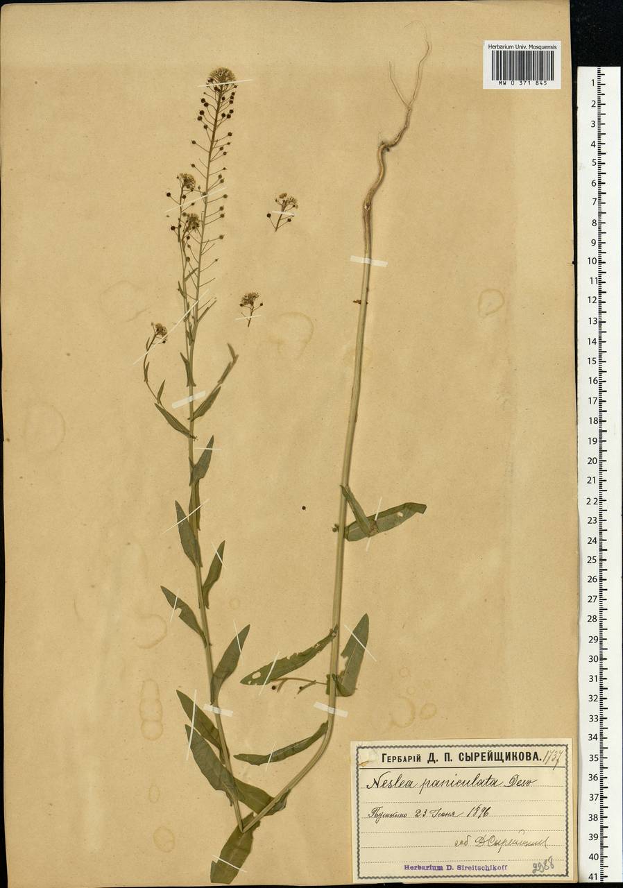 Neslia paniculata (L.) Desv., Eastern Europe, Moscow region (E4a) (Russia)