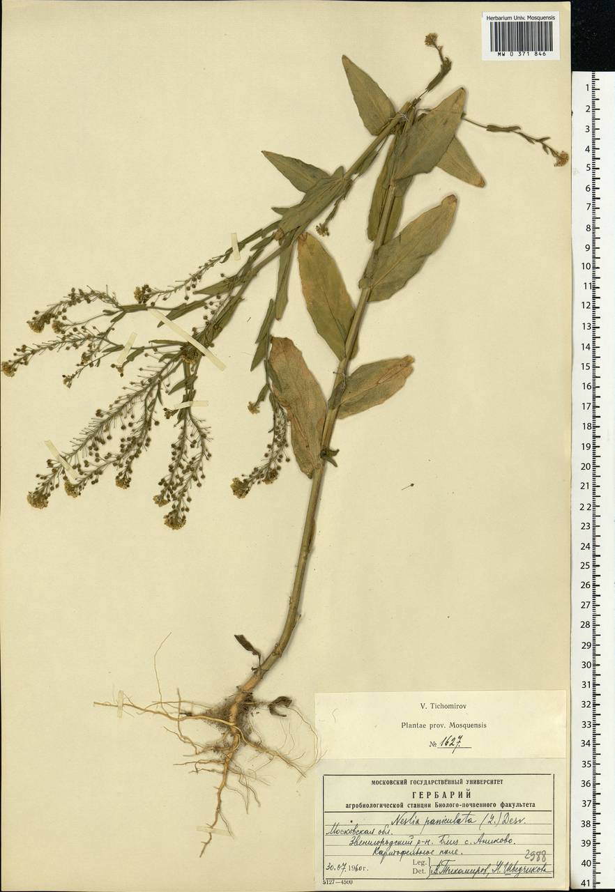 Neslia paniculata (L.) Desv., Eastern Europe, Moscow region (E4a) (Russia)